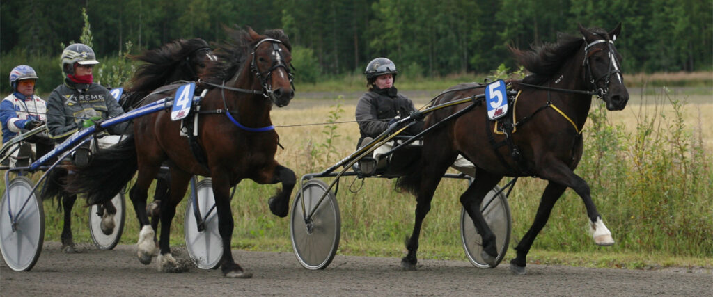 Horses on the track