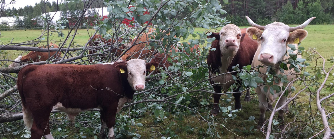 Sikfors Hereford & Dexter farm shop