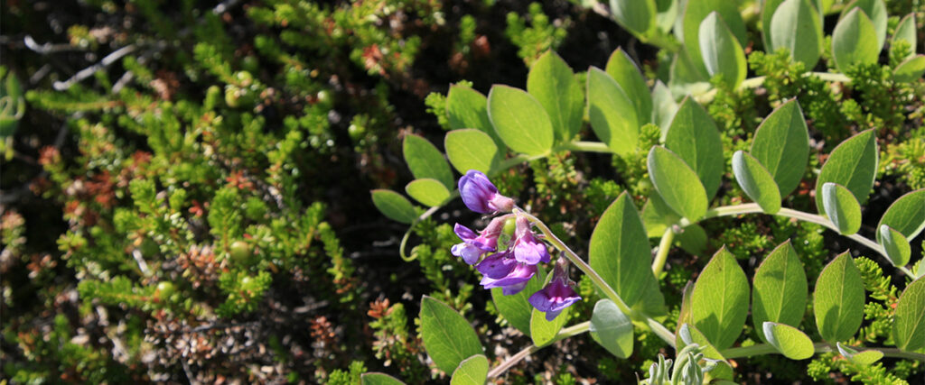 Blomma på Stenskär