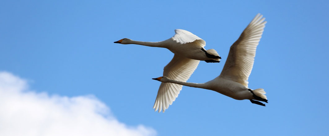 Vandra med en biolog - vårens fåglar