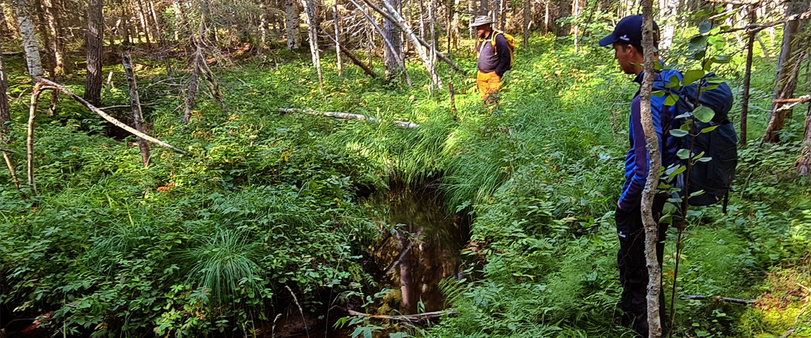 Forest bathing - Green forest bathing Rosfors ecopark
