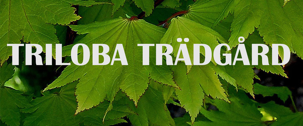 Triloba commercial garden