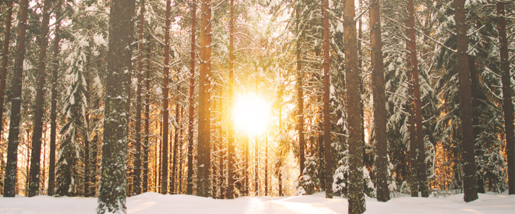 A sunny winter forest
