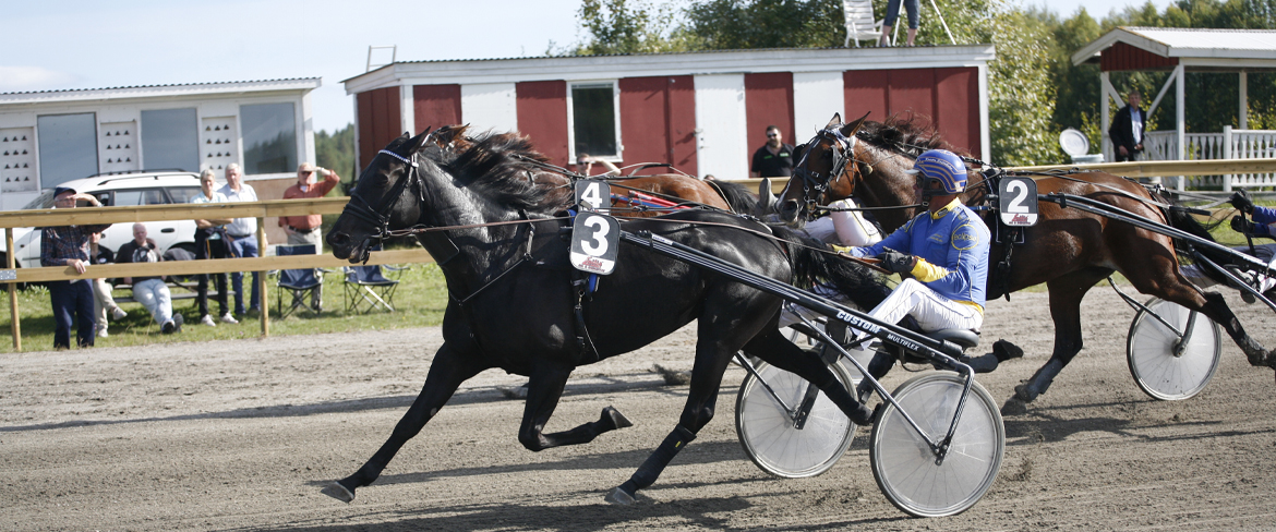 Vitsands horse race track